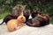 Cat with kittens - group of multicolored kittens with their mother together in a group