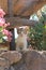 Cat kitty, Aegean villages