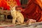 A cat and Laotian buddhist novice monk