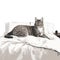 a cat laying on a bed with a white comforter