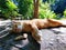 cat laying down on the floor, relaxing cat on the mountain, Thailand