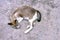 Cat Laying Ground Concrete Background