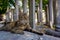 Cat laying in the historic ottoman cemetery in Istanbul Turkey