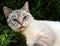 Cat laying peacefully in green grass