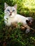 Cat laying peacefully in green grass