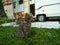 Cat with lead sitting near motohome camper in the green grass. Travelling with pet