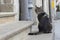 A cat on a leash sits on the stairs and looks behind.