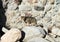 Cat on leash standing on rock