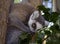 Cat lemur the primacy of Madagascar mammal