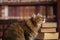 Cat in the library. Humorous portrait of scientific cat enjoys books