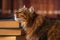 Cat in the library. Humorous portrait of scientific cat enjoys books. Close up