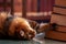 The Cat Library. Humorous portrait of scientific cat rolling upside down looking at books