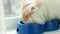 Cat licking dry food, white siberian long-haired cat chewing food from plastic bowl, domestic pet