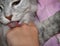 Cat Licking Human Hand