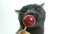 Cat licking a lollipop (sweet tooth). Funny Gray Cute Cat on White background