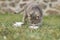 Cat licking milk from a bowl