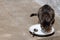 Cat licking plate