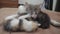 The cat licks the tongue of a small kitten played slow motion video. cat mom and little kittens lie lifestyle on the