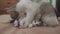 The cat licks the tongue of a small kitten slow motion video. cat mom and little kittens lie on the couch. cat and