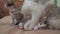 The cat licks the tongue of a small kitten slow motion video. cat mom and little kittens lie on the couch. cat and