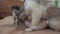 The cat licks the tongue of a small kitten slow motion video. cat mom and little kittens lie on the couch. cat and