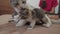 The cat licks the tongue of a small kitten slow motion video. cat mom and little kittens lie on the couch lifestyle. cat