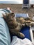 The cat lies on a beach lounger next to the person`s foot