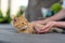 cat lies on a cushion of garden furniture. Woman holds the cats paw in her hand. close-up.