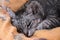 The cat lies on the duvet. Gray tabby cat.