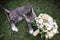 The cat lies on the grass with a bouquet of flowers