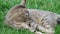 A cat lies on the grass and scratches its neck.  Cat scratching itself - pet allergies or problem with external parasites concept