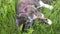 Cat lies on the grass tied to a harness and leash