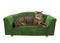 Cat lies on a green divan