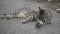 The cat lies on the ground and washes itself, the fluffy street cat, the homeless cat