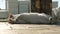 cat lies on its back on embankment and enjoys sunny day, bathes in rays of the sun. white color cat rolls over from back