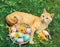 Cat lies near a basket with colored eggs