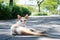 Cat lies on pavement