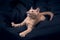 The cat lies and pulls its paw up. Red kitten plays on a dark background. Open mouth