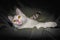 cat lies resting on a dark cloth closeup