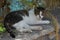 A cat lies in the shadows on a stone fence in the old town of Lindos, Rhodes, Greece