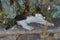 A cat lies in the shadows on a stone fence in the old town of Lindos, Rhodes, Greece