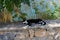 A cat lies in the shadows on a stone fence in the old town of Lindos, Rhodes, Greece