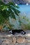 A cat lies in the shadows on a stone fence in the old town of Lindos, Rhodes, Greece