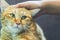 Cat lies on the sofa with hand of young woman in background. A ginger cat relaxing on the sofa in living room. Cute fluffy cat