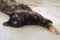 The cat lies and stretches. Relaxed and relaxed. Relaxation concept, zen moment, calm rest