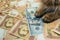 The cat that lies on the Ukrainian banknotes. The cat lies on the hryvnia