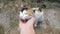 Cat likes caress by person hand stroking head closeup