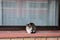 Cat loafing, on the loaf position, standing on a window, outside. It\\\'s stray white and tabby bicolor cat, sleeping, happy