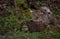 Cat on log stump in forest