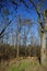 A cat on logs in a forest with fallen trees and deadwood on a sunny February day. Kaulsdorf, Berlin, Germany